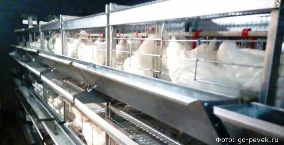 Предприниматель из Певека в четыре раза нарастит производство куриных яиц 