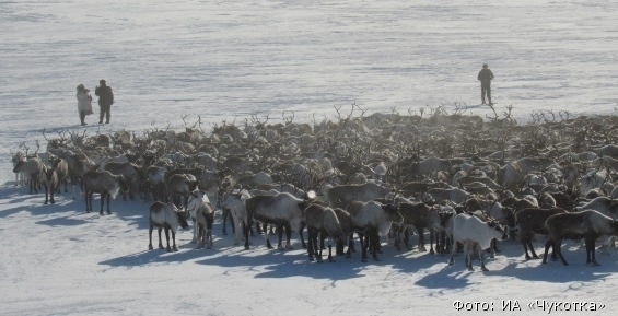 В Мейныпильгынской тундре нашли 65 потерявшихся домашних оленей