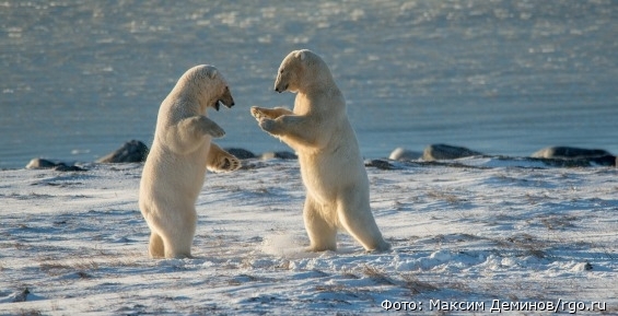 Белые медведи Чукотки вышли в финал фотоконкурса РГО