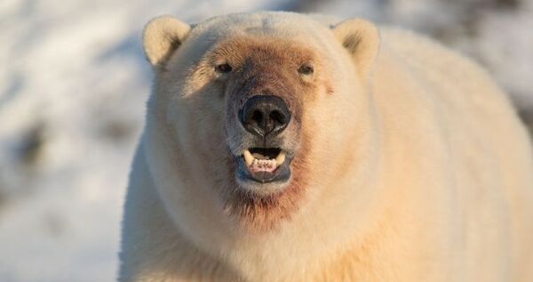 Белого медведя отогнали от села в Чукотском районе