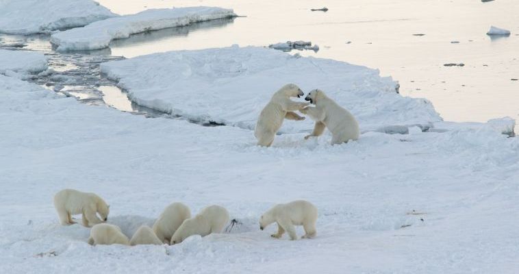 Российские ученые обсудят результаты наблюдений за белыми медведями