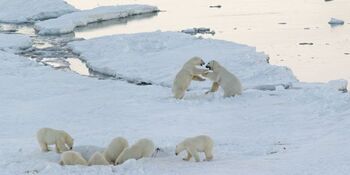 Российские ученые обсудят результаты наблюдений за белыми медведями