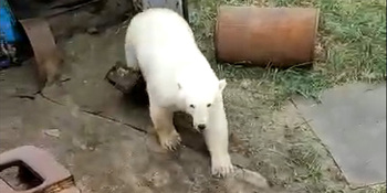 Белая медведица легко ранила человека на Чукотке
