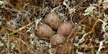 30 яиц редкого кулика-лопатня собрали орнитологи на Чукотке