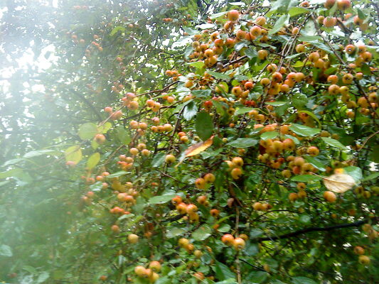 райские яблочки август 2012 
