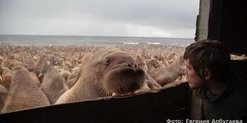 Более тысячи моржей смогут добыть морзверобои Чукотки в этом году 