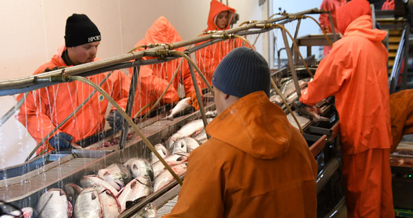 На Чукотке подвели промежуточные итоги лососевой путины 2022 года
