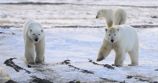 Два десятка берлог обнаружили ученые в "родильном доме" белых медведей на Чукотке