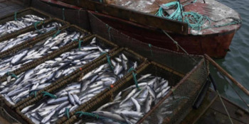 Средства от продажи рыбопромыслового предприятия Чукотки направят на решение актуальных вопросов региона