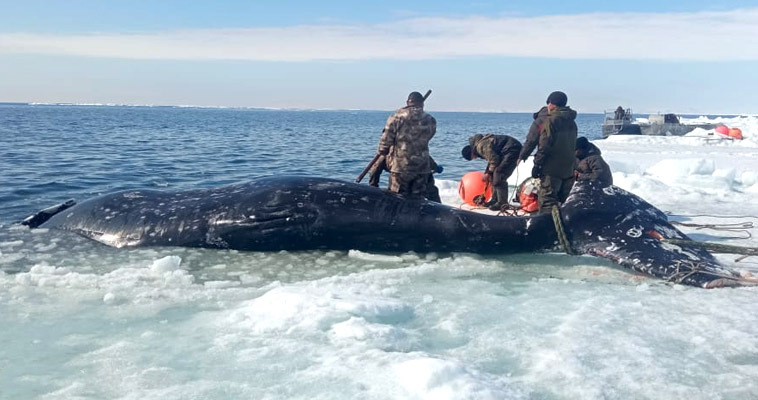 Первого кита в этом году добыли морзверобои Чукотки