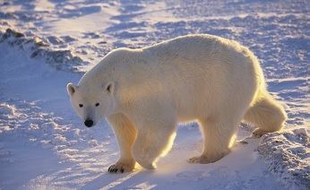 На Чукотке белый медведь впервые в этом году вышел к людям