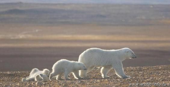 Белые медведи устроили игры у чукотского села Рыркайпий