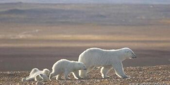 Белые медведи устроили игры у чукотского села Рыркайпий