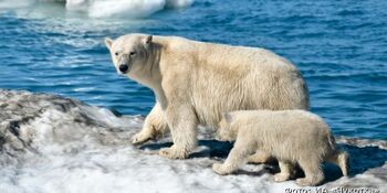 На Чукотке "патрульные" будут следить за белыми медведями с помощью системы SMART