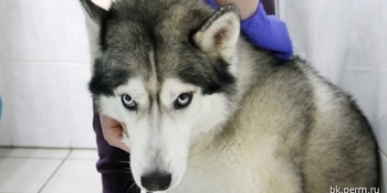 Домашние животные на Чукотке получат бесплатные прививки от бешенства