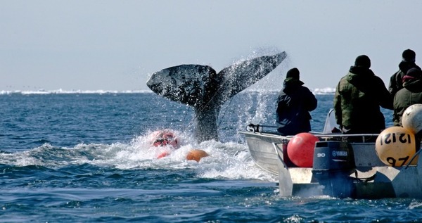 Морзверобои села Лаврентия добыли первого кита