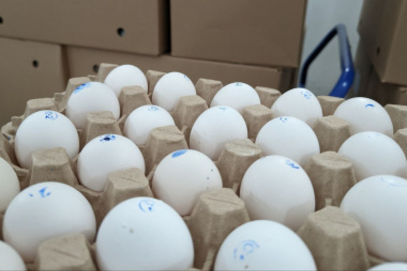 В Чукотском АО на 37,5% выросло производство куриного яйца