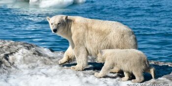 На защиту прибрежных сёл Чукотки от белых медведей направят 3 млн рублей