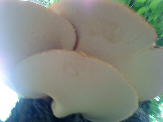 древесные грибы-