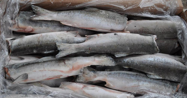 Более 20 тонн красной рыбы отправили из Магадана на Чукотку