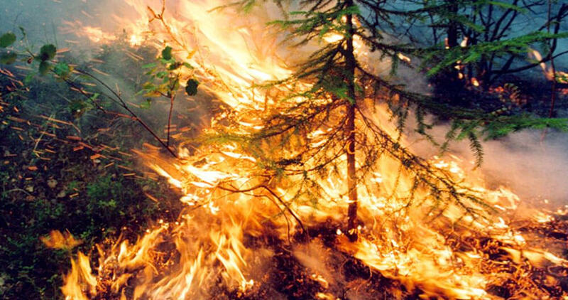 Масштабное возгорание ликвидируют в лесах Билибинского района