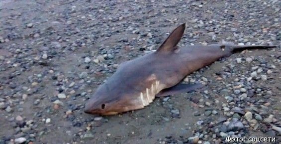 Мертвую акулу впервые нашли на берегу близ села Конергино