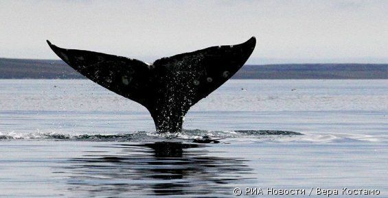 Серые киты «остались» на своих квартирах на Восточной Чукотке