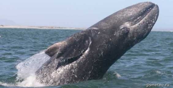 Чукотка отстаивает увеличение квоты на добычу китов
