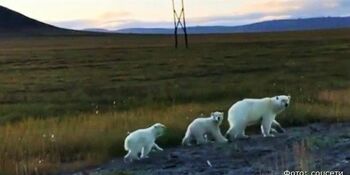 Белая медведица с медвежатами бродит в окрестностях Певека