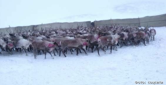 Около 800 племенных оленей получит хозяйство села Хатырка