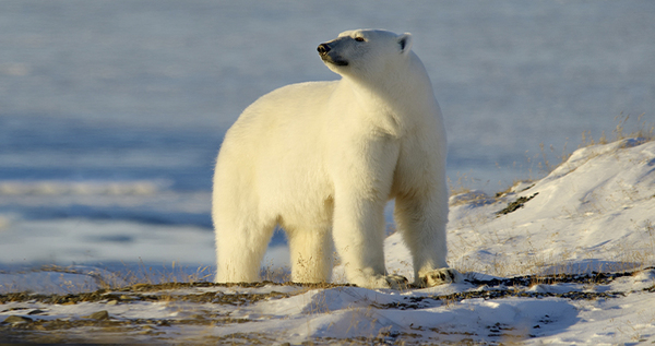Молодой белый медведь прогулялся по самому восточному селу России