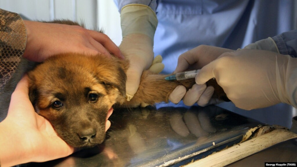 Выездную вакцинацию от бешенства проведут ветеринары в Анадыре