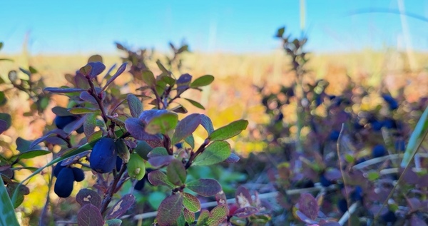 Морсы из чукотских ягод планируют производить в Билибино