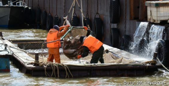 СВТУ выставило на торги 16 прибрежных рыбопромысловых участков Чукотки