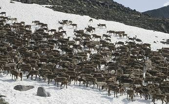 На Чукотке численность оленей достигла 170 тысяч голов