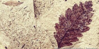 Отпечатки древних растений экспонируют в “Наследии Чукотки”