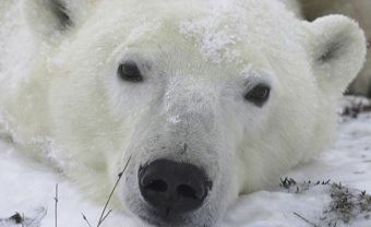 На Чукотке ученые обнаружили тело погибшего белого медведя 