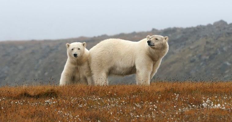 Массовая миграция белых медведей на Чукотку обеспокоила жителей Аляски