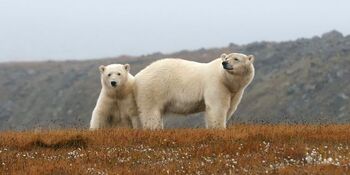 Массовая миграция белых медведей на Чукотку обеспокоила жителей Аляски