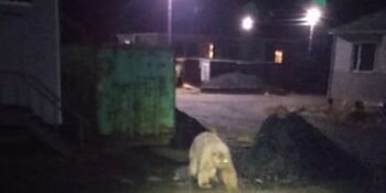 Белый медведь зашёл в чукотское село Ванкарем