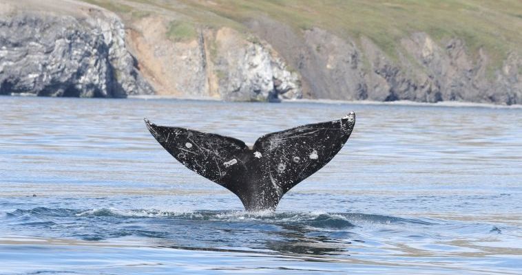 Проблему "вонючих" серых китов на Чукотке разгадали учёные 