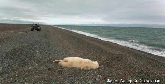 Убитого белого медведя нашли на побережье Чукотского моря