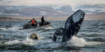 Квоты на добычу китов распределили на Чукотке 