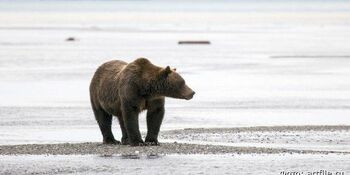 Бурого медведя заметили у посёлка Угольные Копи