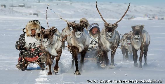 В конце февраля на Чукотке пройдёт гонка на оленьих упряжках "Эракор-2020"