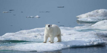 В Чукотском АО пройдёт V Международная научно-практическая конференция «Вселенная белого медведя»