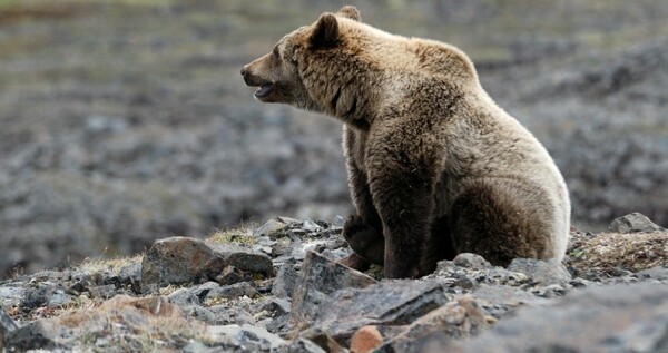 Бурого медведя заметили рядом со столицей Чукотки