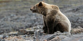 Бурого медведя заметили рядом со столицей Чукотки
