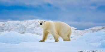 Подсчёт российских белых медведей начнут с Чукотки