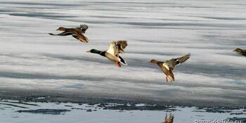 Весенняя охота на водоплавающую дичь на Чукотке откроется во второй половине мая
